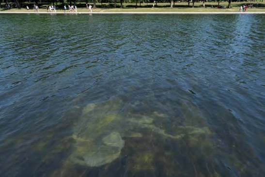 Reflecting pool with algae in the water
