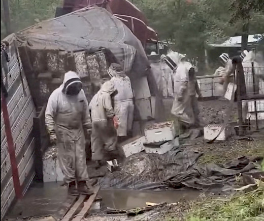 MILLIONS OF HONEYBEES ESCAPE IN TEXAS NEIGHBORHOOD