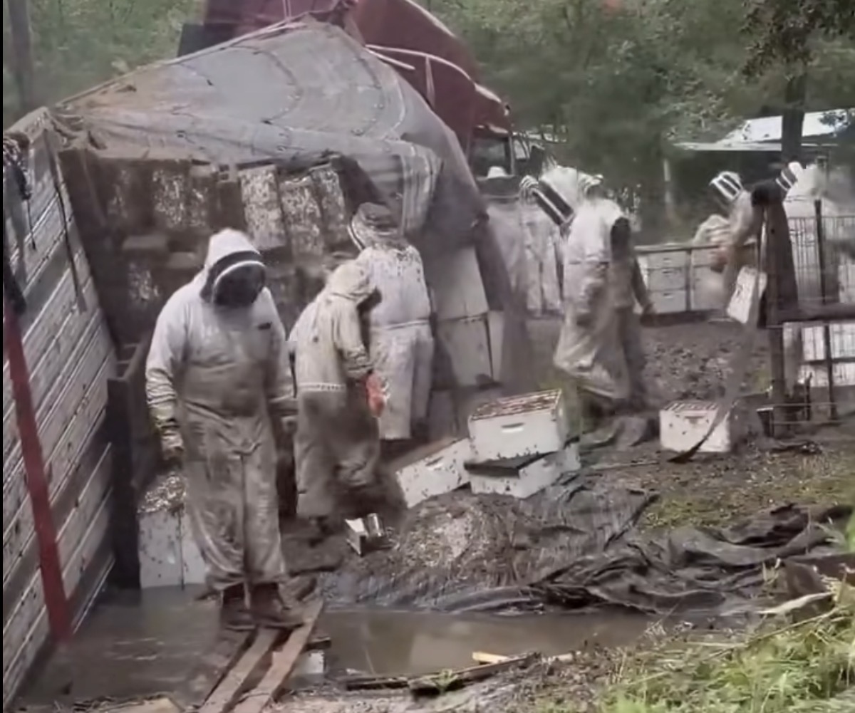 MILLIONS OF HONEYBEES ESCAPE IN TEXAS NEIGHBORHOOD